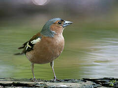 Common Chaffinch