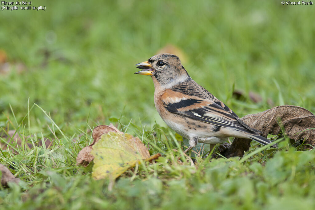 Brambling