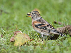 Brambling