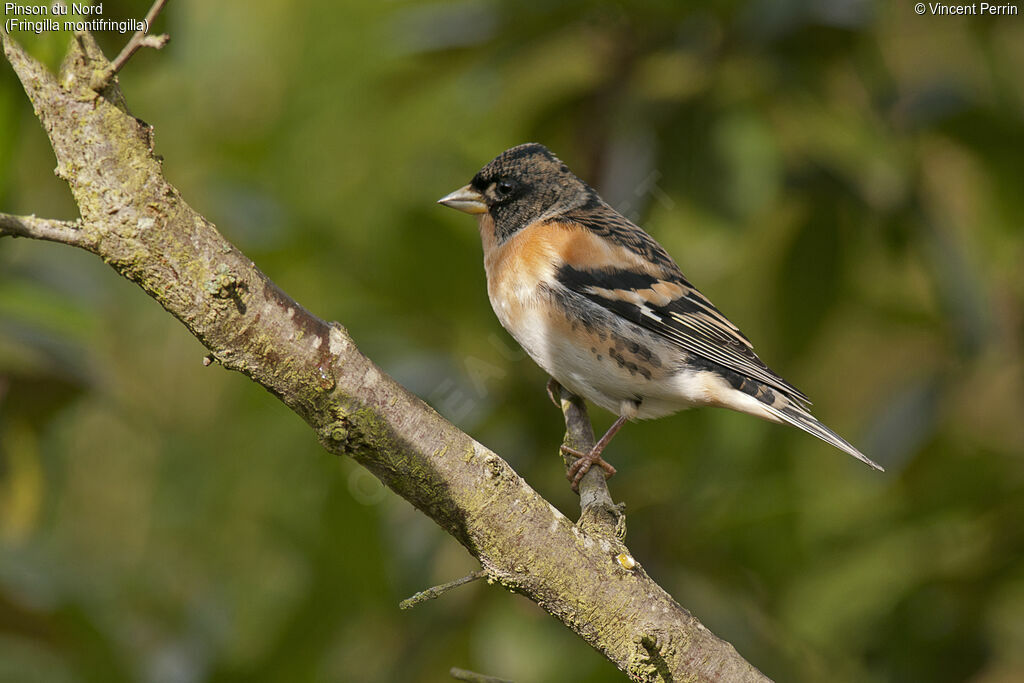 Brambling