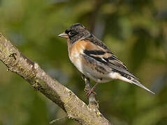 Brambling