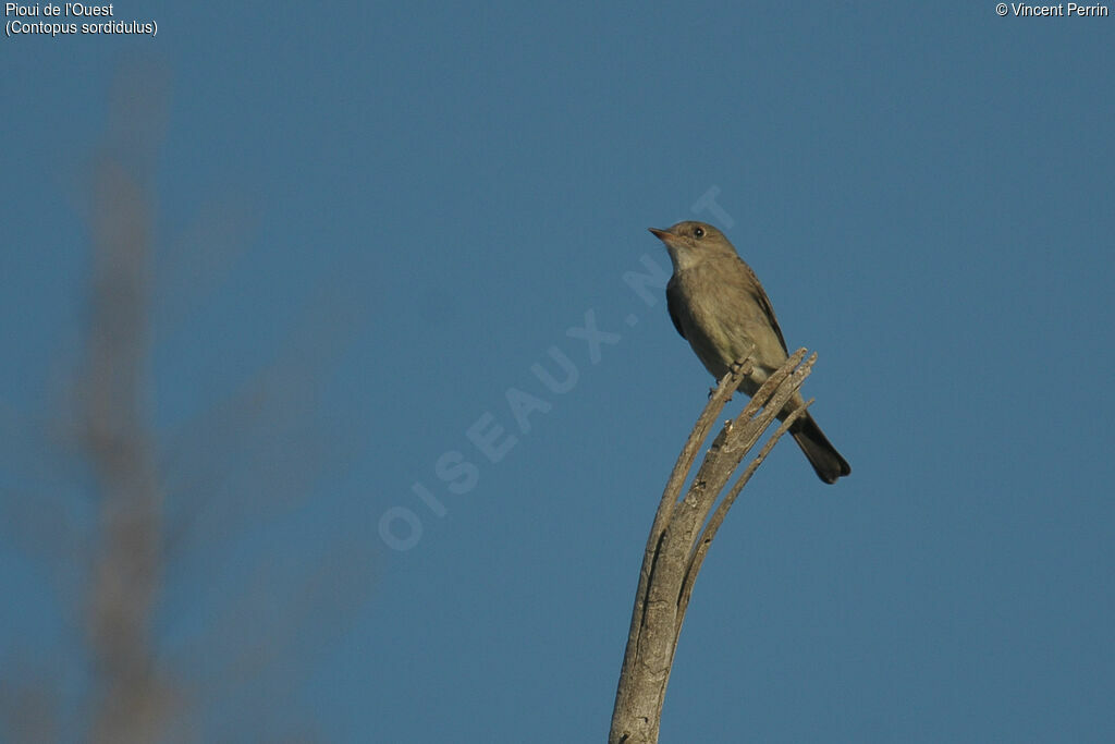 Western Wood Peweeadult, Behaviour