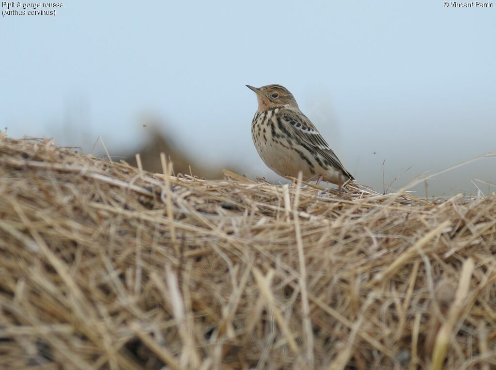 Pipit à gorge rousseadulte