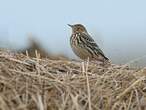 Pipit à gorge rousse