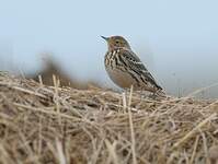 Pipit à gorge rousse