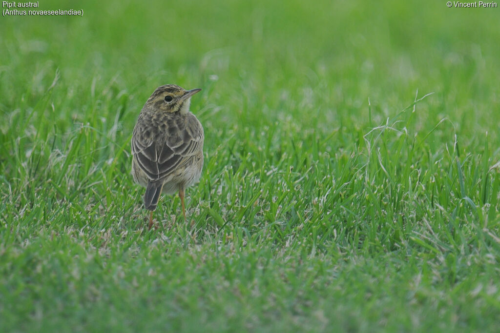 New Zealand Pipit