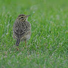 Pipit austral