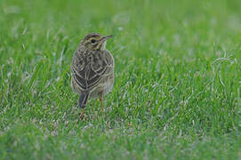 New Zealand Pipit