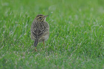 Pipit austral