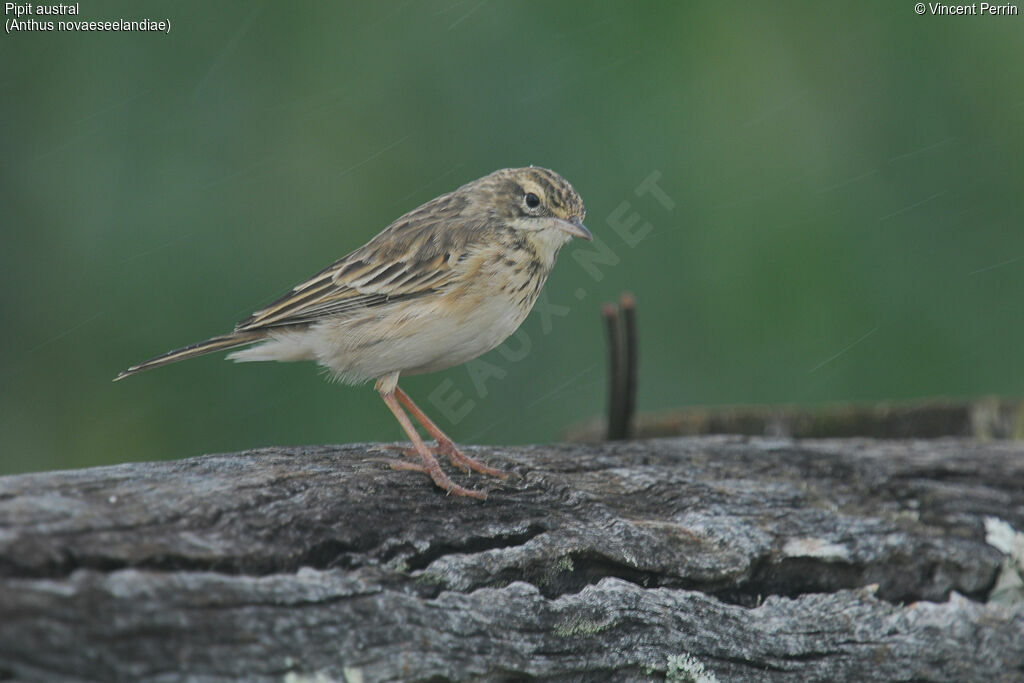 New Zealand Pipit