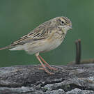 Pipit austral