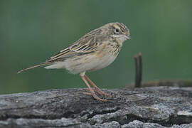 New Zealand Pipit