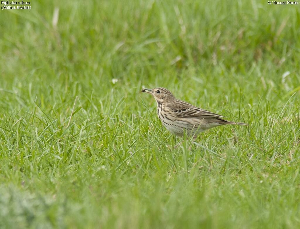 Pipit des arbres