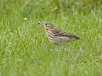 Pipit des arbres