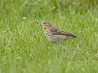 Pipit des arbres