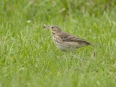 Pipit des arbres