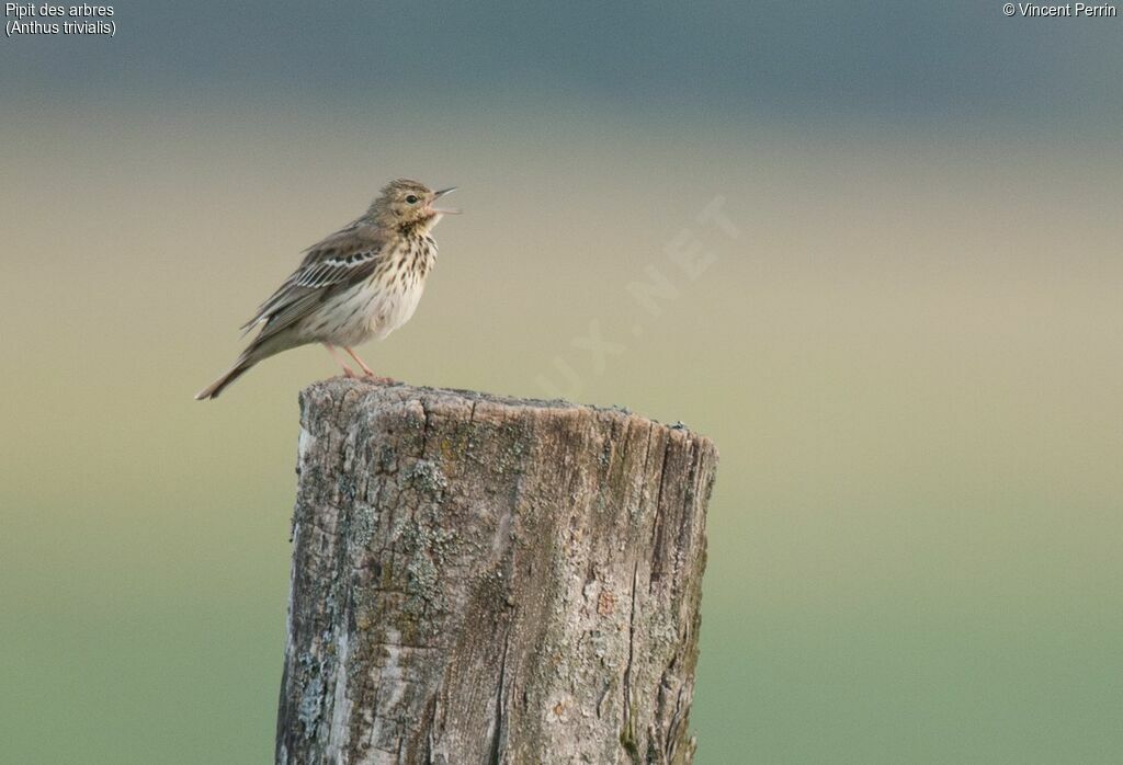 Pipit des arbresadulte