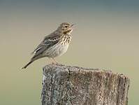 Pipit des arbres