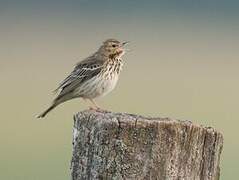 Tree Pipit