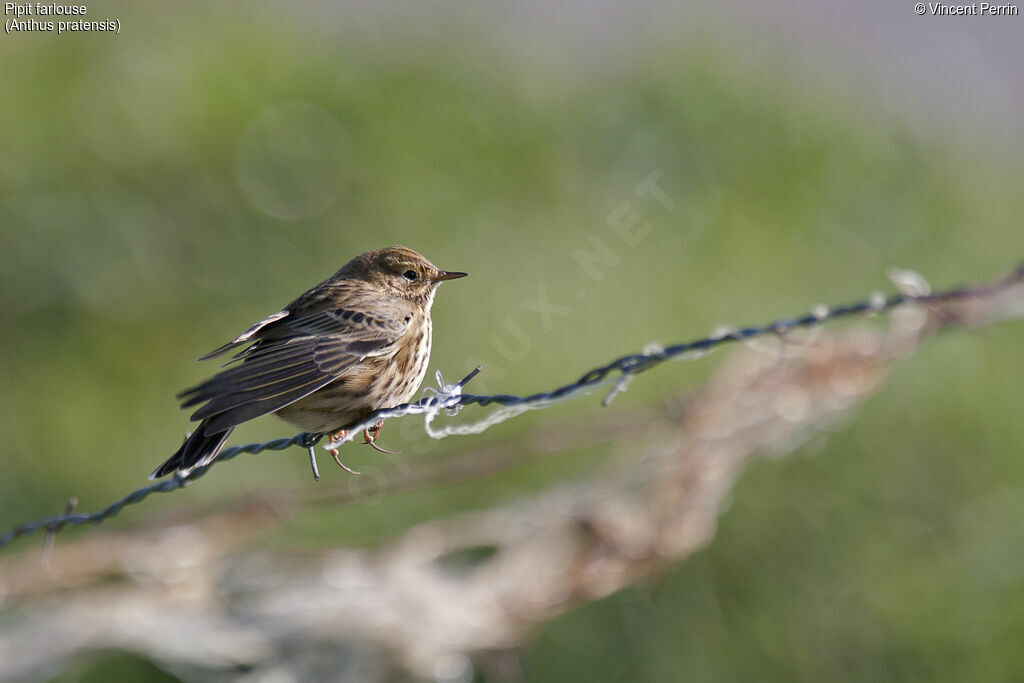 Meadow Pipit