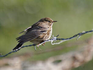 Pipit farlouse