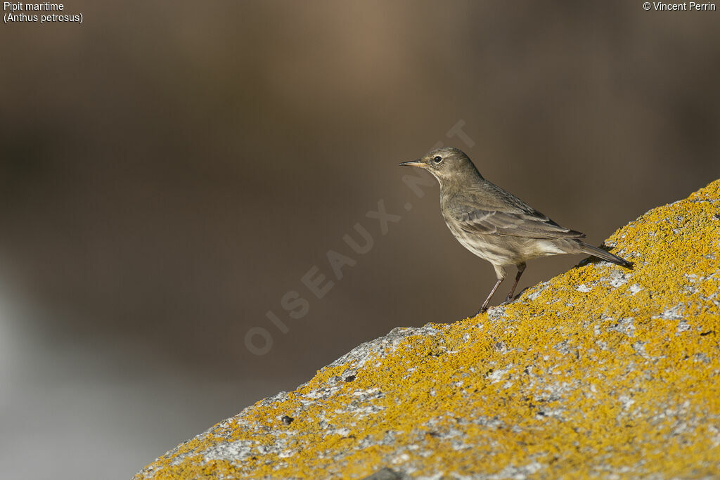 Eurasian Rock Pipit