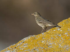 European Rock Pipit