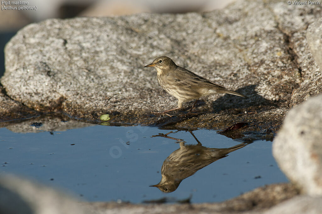 Eurasian Rock Pipit