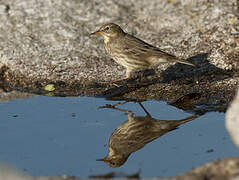 European Rock Pipit