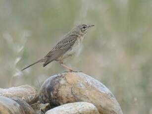 Pipit rousseline