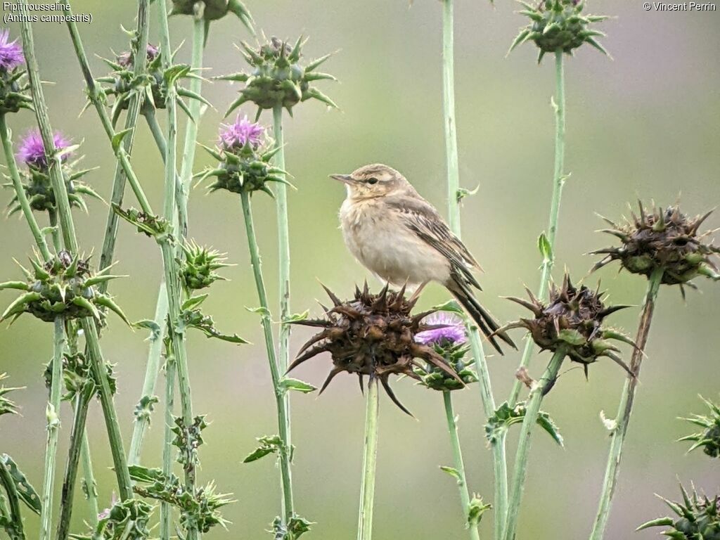 Pipit rousseline