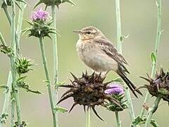 Tawny Pipit