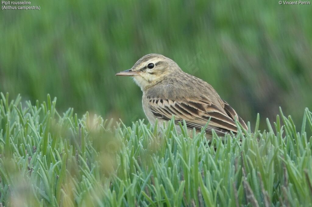 Pipit rousselineadulte nuptial, portrait, Nidification