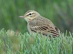 Pipit rousseline