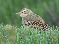 Tawny Pipit