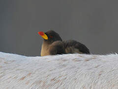 Yellow-billed Oxpecker