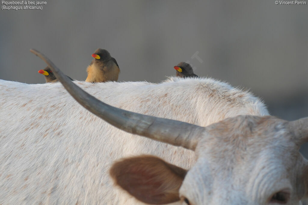 Yellow-billed Oxpecker, eats