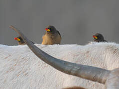 Yellow-billed Oxpecker