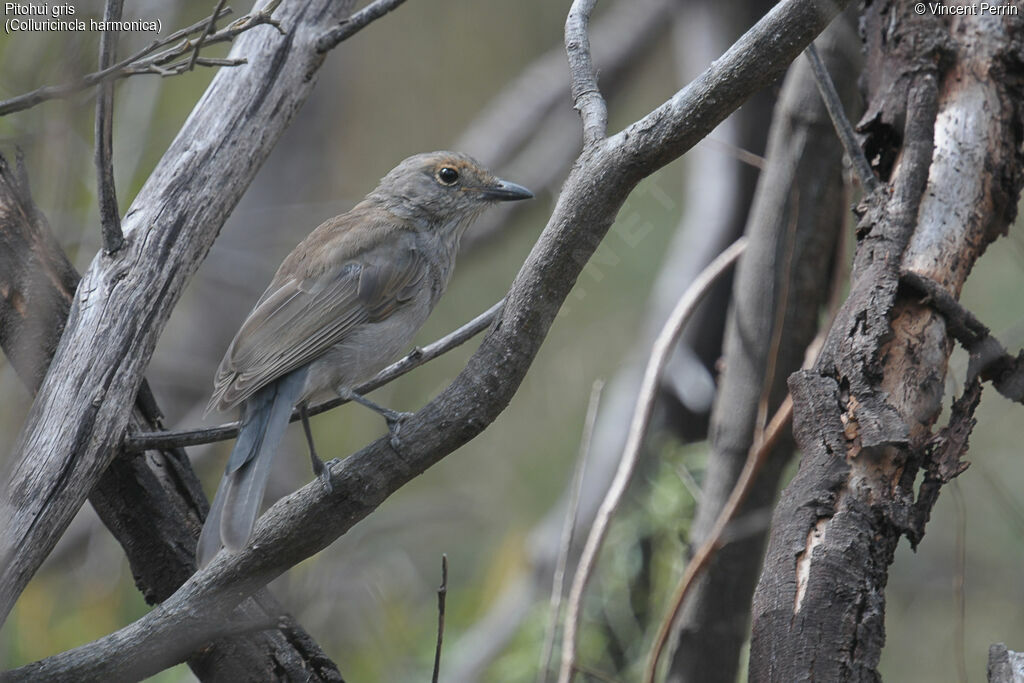 Grey Shrikethrush