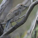 Pitohui gris