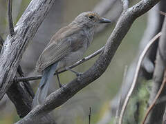 Grey Shrikethrush