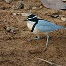 Pluvian fluviatile