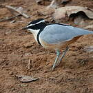 Pluvian fluviatile