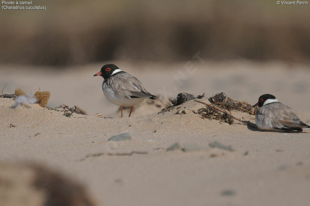 Hooded Dottereladult