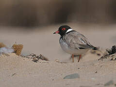 Hooded Dotterel