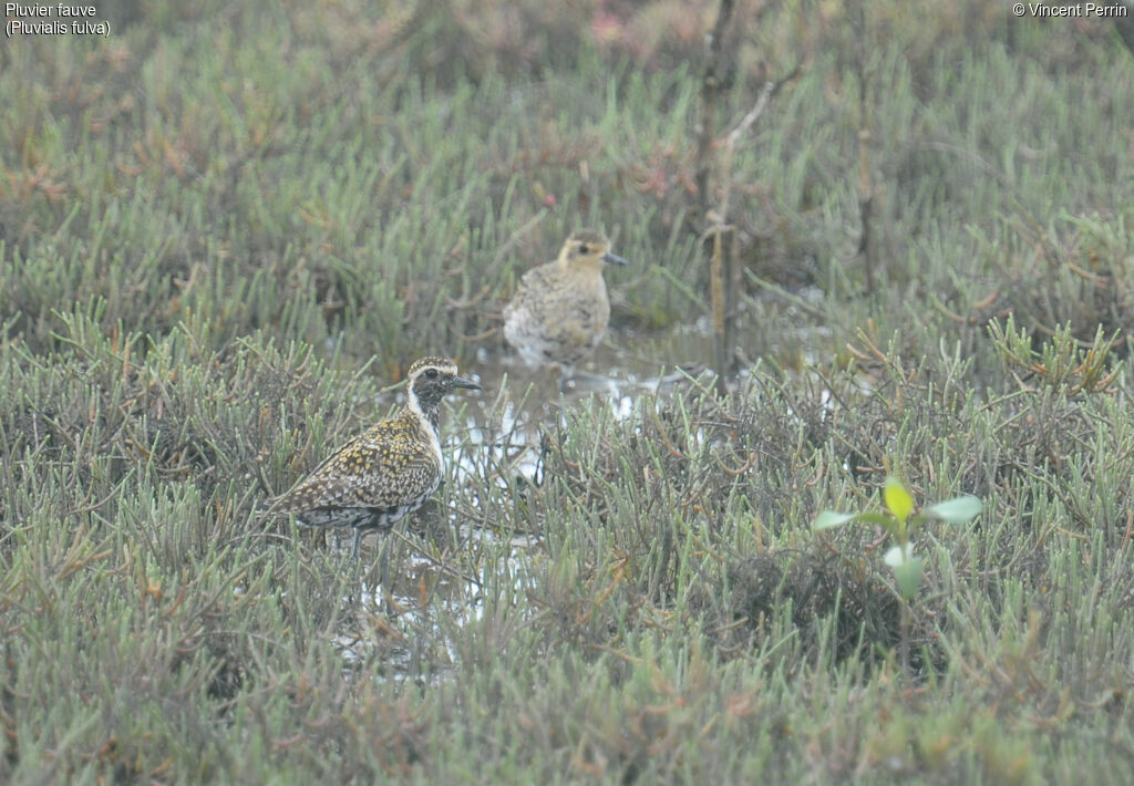 Pacific Golden Plover