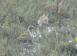 Pacific Golden Plover