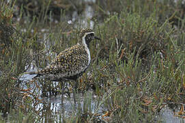 Pacific Golden Plover