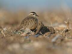 Eurasian Dotterel