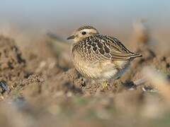 Eurasian Dotterel